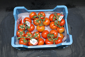 Tomaten Tros Tomabel Supers