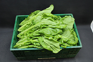 Amsoi