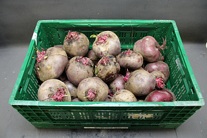 Bieten C