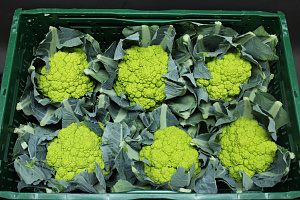 Bloemkool Groen 6st.