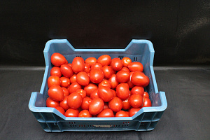 Tomaten Pomodorie Los