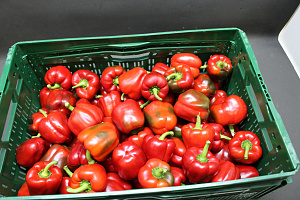 Paprika Rood KL. II maat 75
