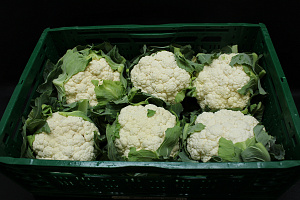 Bloemkool Klasse I-2