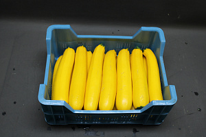 Courgettes Geel