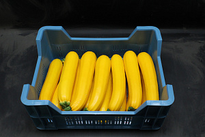 Courgettes Geel