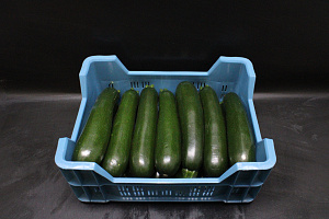 Courgettes Kas 14 st.