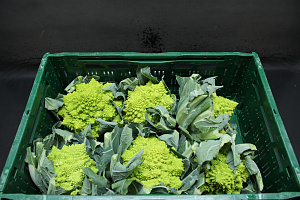 Bloemkool Romanesco 6 st.