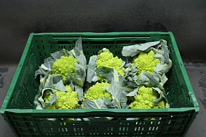 Bloemkool Romanesco 6 st.