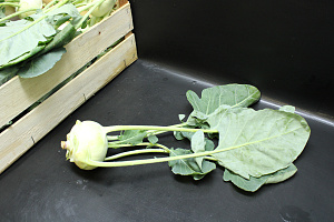 Koolrabie NIEUWE OOGST HOUT