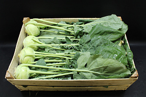 Koolrabie NIEUWE OOGST HOUT