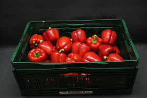 Paprika Rood 95er 10 kg