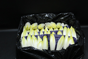 Witlof Chico's 60 gr.