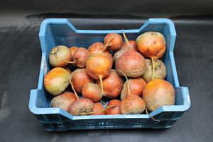 Bieten Geel grof