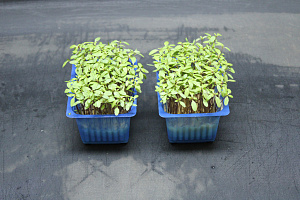 X Accla Cress