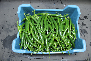 Peper Groen