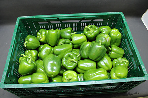 Paprika Groen 85 Supers