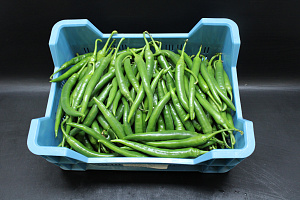 Peper Groen