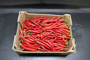 Peper Rood