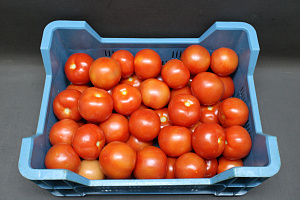 Tomaten KL. II