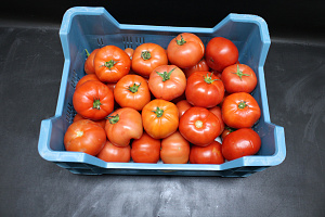 Tomaten B KL. II