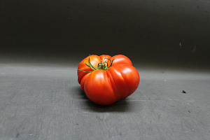 Tomaten Rood Antan
