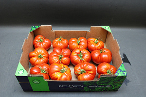 Tomaten Rood Antan