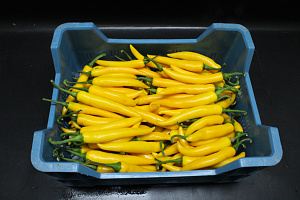 Peper Geel