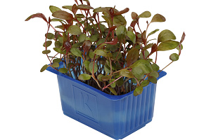 X Adji Cress