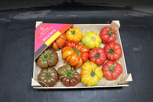 Tomaten mix Antan