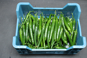 Peper Groen