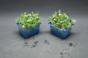 X  Lupine Cress