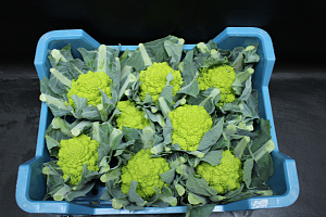 Bloemkool Romanesco