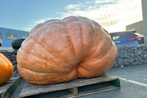 Pompoen Mega 616 kg.