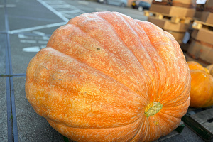 Pompoen Mega 616 kg.