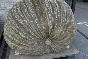 Pompoen Mega 590 kg