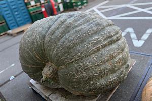 Pompoen Mega 590 kg