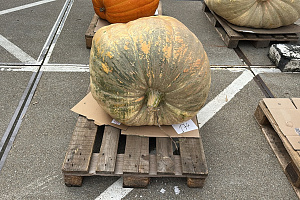 Pompoen Mega 174 kg