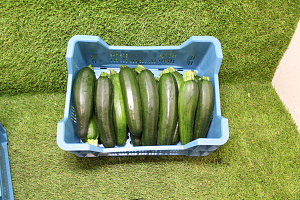 Courgettes KL. II