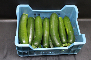 Courgettes KL. II  14 st.