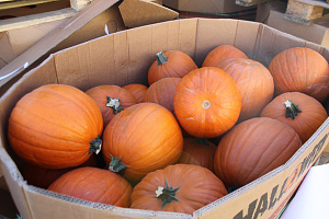 Pompoen Halloween 3/5 kg