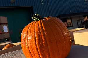 Pompoen Halloween 3/5 kg