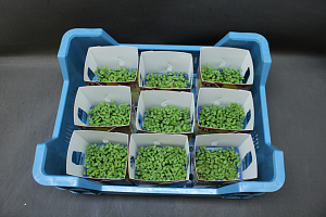 X Rucola Cress Single