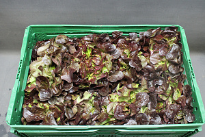 Sla Eikenblad Fine Fleur
