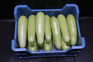 Courgettes Wit