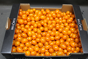 Tomaat Snoep Oranje
