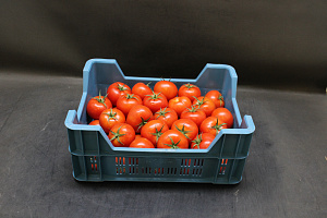 Tomaten B Prince Gelegde