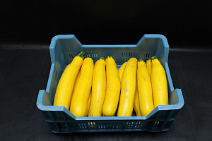 Courgettes Geel KL. II