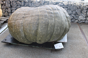 Pompoen Mega 361 kg.