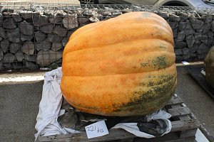Pompoen Mega 221 kg.