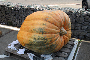 Pompoen Mega 221 kg.